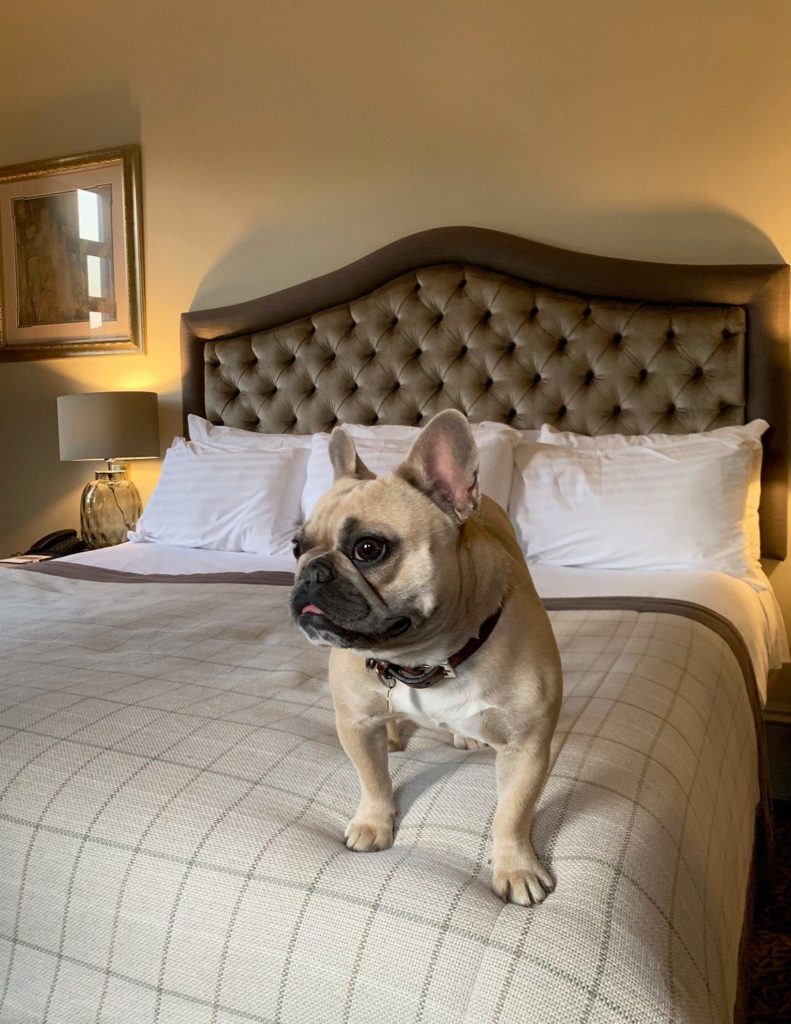 Dog sitting on a bed inside a room in Brockencote Hall