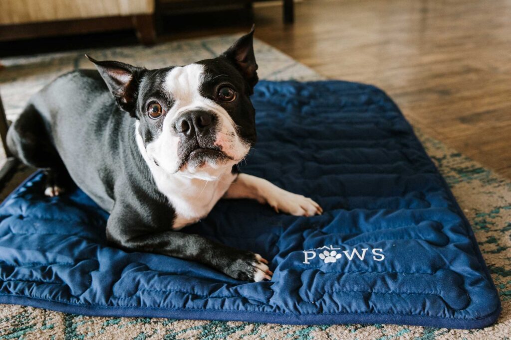 Boston terrier laying on a blue dog mat