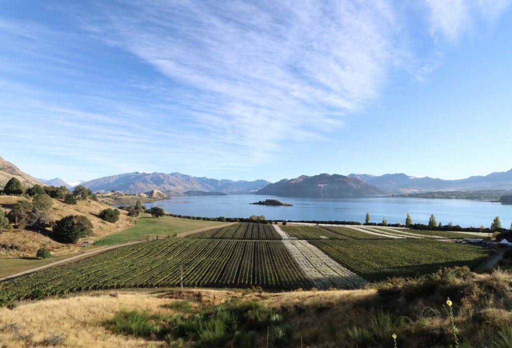 Overhead view of a vineyard next to a lake
